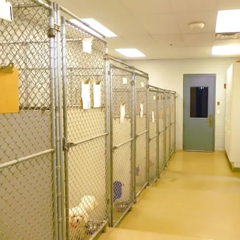 Dogs inside Wheaton Animal Hospital